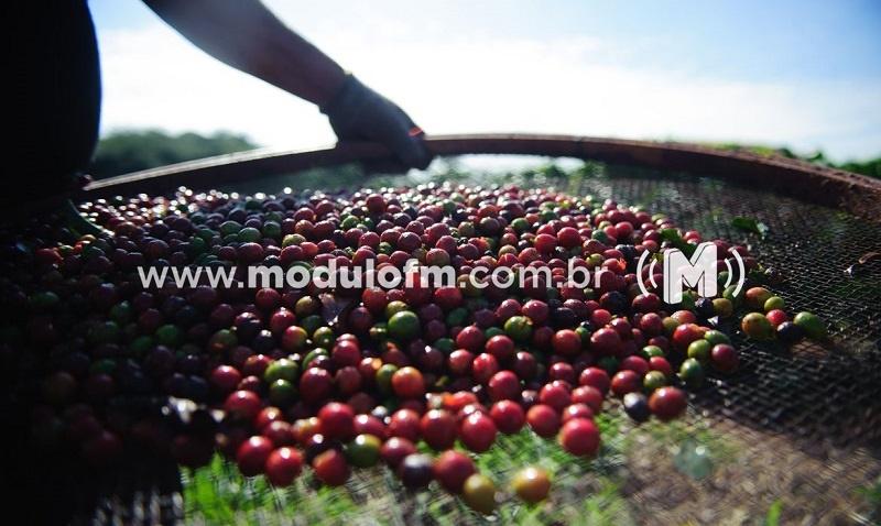 Quebra da safra e exportações devem elevar o preço do café em até 40%