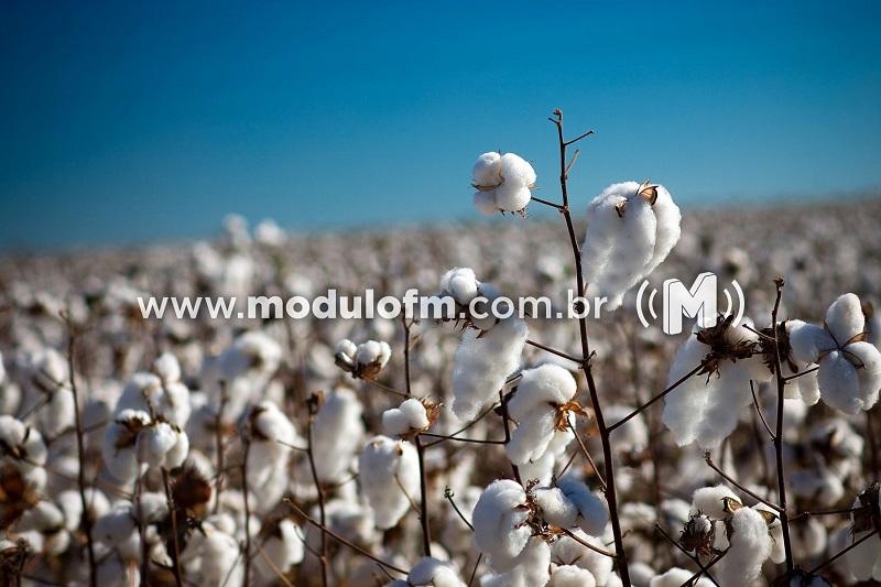 Começa vazio sanitário do algodão e do feijão em Minas Gerais