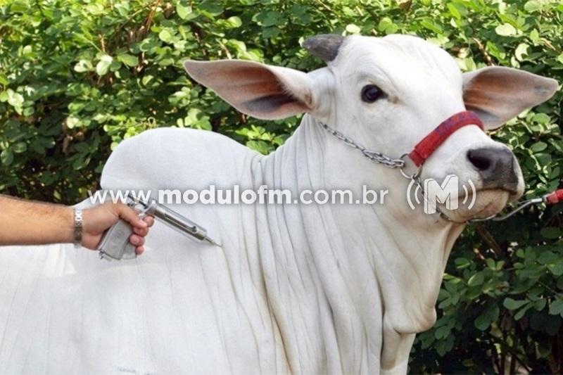 Segunda etapa da vacinação contra a Febre Aftosa começará na próxima segunda-feira
