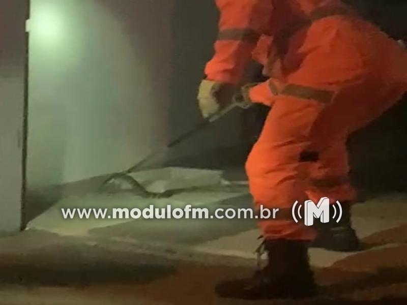 Veja o vídeo: Jararaca é capturada após ser encontrada dentro de residência no bairro Jardim Ipiranga