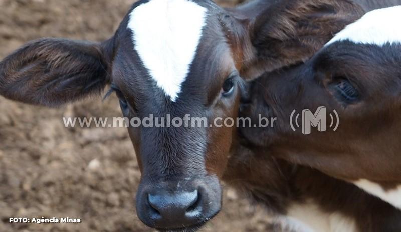 IMA alerta para importância da vacinação contra a brucelose...