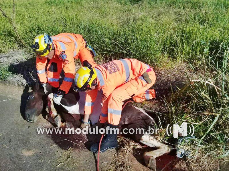 Cavalo cai em bueiro e é resgatado pelo Corpo de Bombeiros no bairro Belvedere