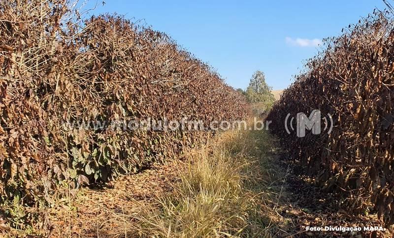 CNC e Inmet fazem alerta climático para os próximos dias em regiões de produção cafeeira