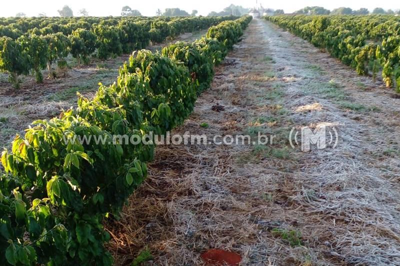 Secretaria de Agricultura fará levantamento da extensão da geada que caiu em Patrocínio nesta sexta-feira (20)