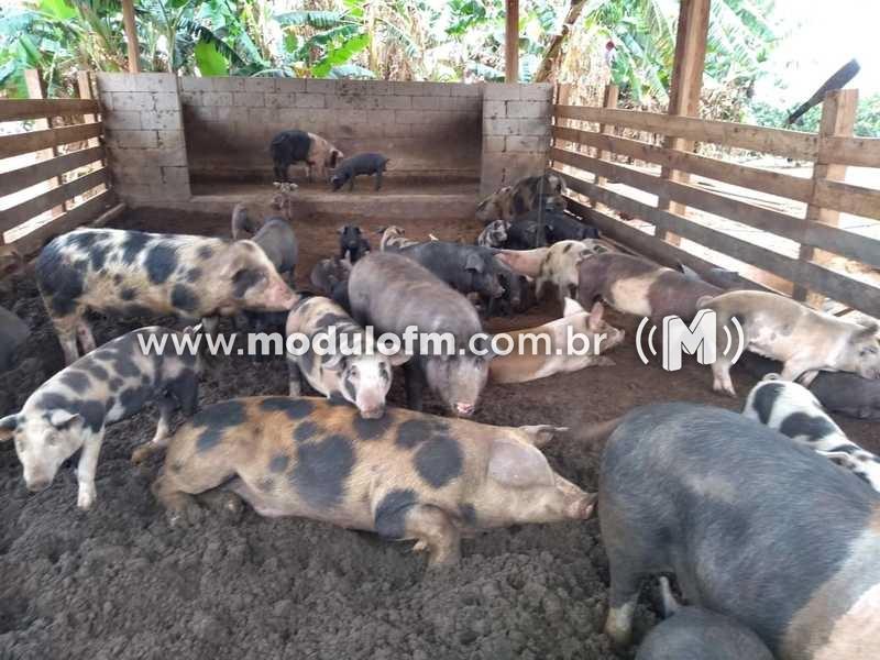 Criação de suínos em cama sobreposta diminui custos e...