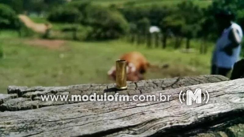 Criminosos invadem fazenda e matam vaca a tiros para furtar carne em Patrocínio