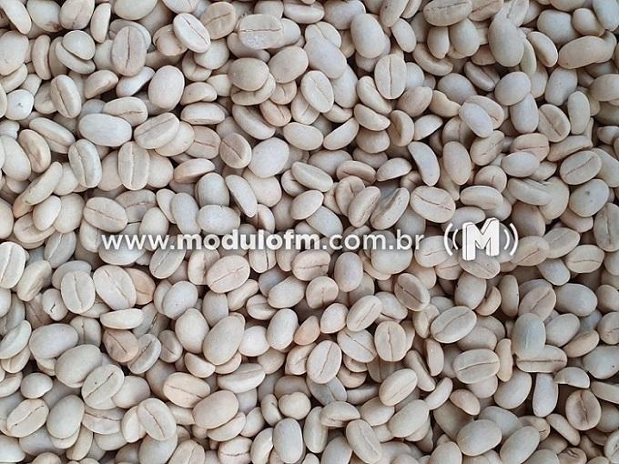 Epamig inicia venda de sementes de café para formação...