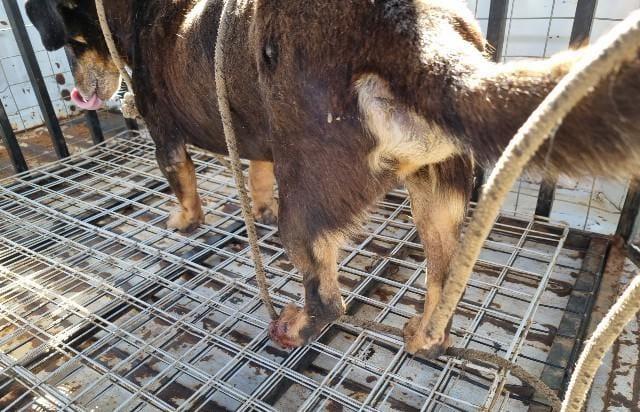 Imagem 1 do post Homem é preso em flagrante por maus-tratos a cachorro resgatado pela Polícia Ambiental em Patrocínio