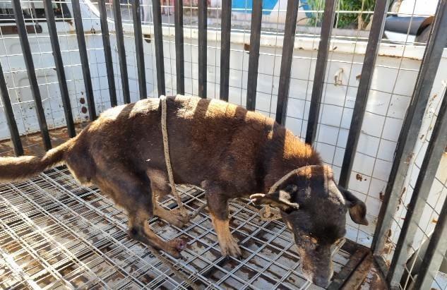 Homem é preso em flagrante por maus-tratos a cachorro resgatado pela Polícia Ambiental em Patrocínio