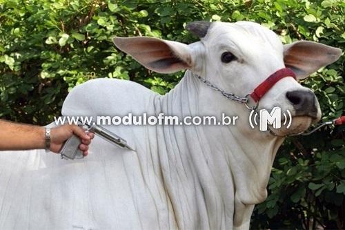 Patrocínio atinge quase 96% de bovinos vacinados contra febre aftosa na primeira etapa