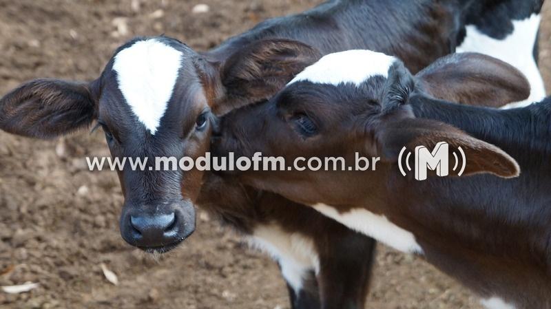 Prazo para vacinar contra brucelose em Minas Gerais termina dia 30 de junho