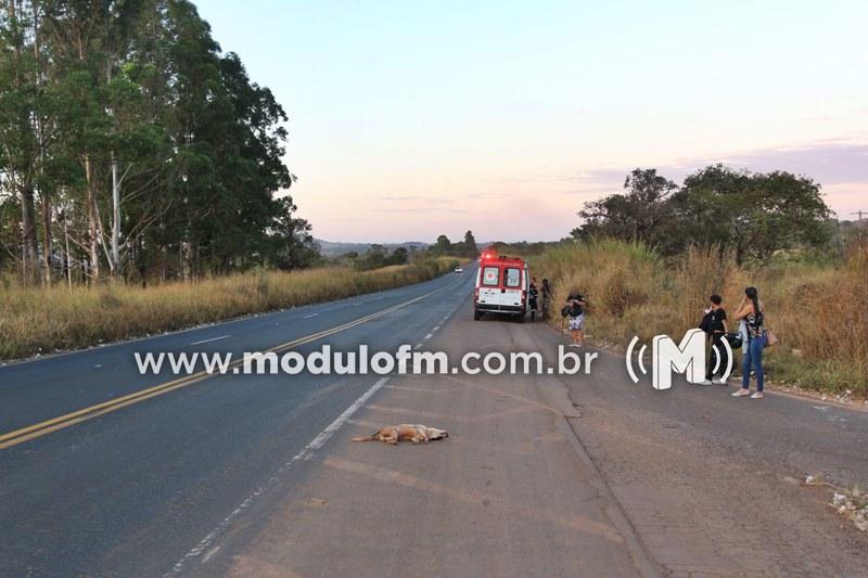 Cão invade pista e provoca acidente na BR-365 em Patrocínio