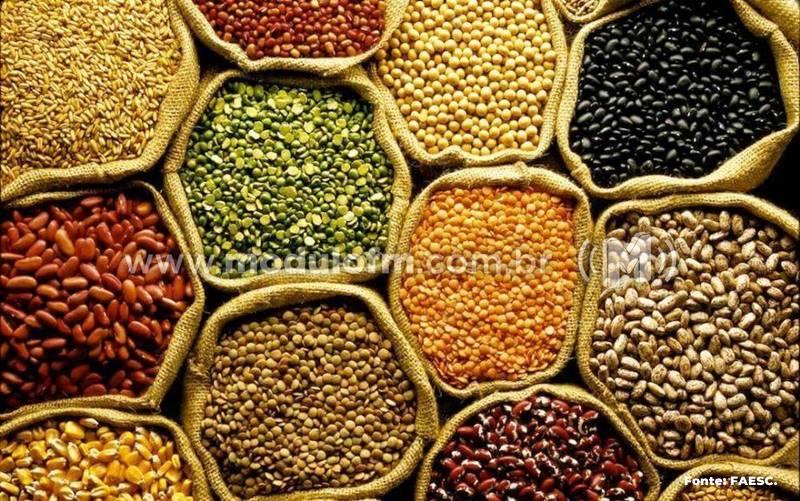 Produção de grãos deve atingir 308 milhões de toneladas, segundo Conab