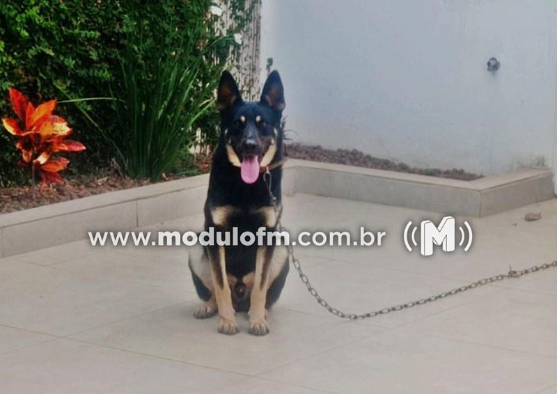 Homem tenta invadir residência afirmando ser ex-presidiário e acaba contido e imobilizado por cão adestrado