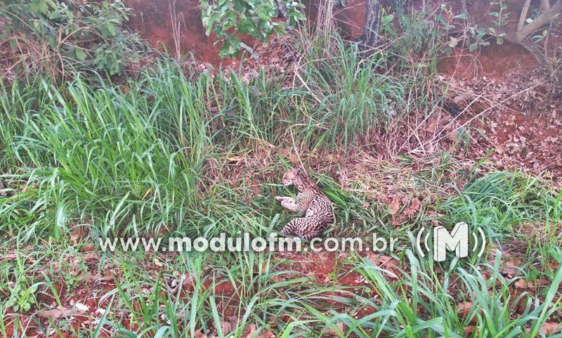 Imagem 1 do post Onça jaguatirica é resgatada após ser atropelada na MGC-462 em Patrocínio