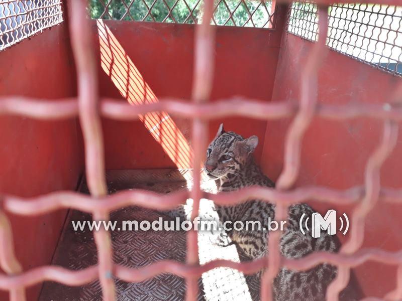 Imagem 2 do post Onça jaguatirica é resgatada após ser atropelada na MGC-462 em Patrocínio