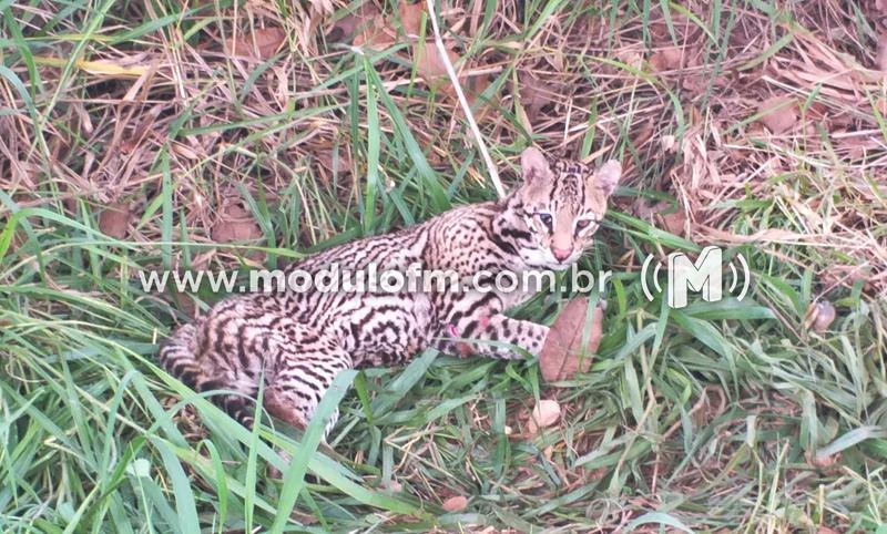 Onça jaguatirica é resgatada após ser atropelada na MGC-462 em Patrocínio