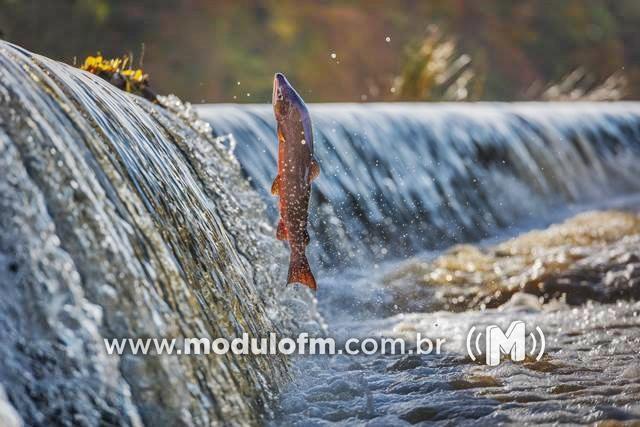 Período da piracema começa em novembro e vai até fevereiro em Minas Gerais