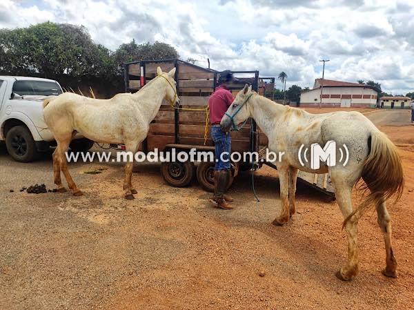 PM recupera animais furtados avaliados em R$ 30 mil