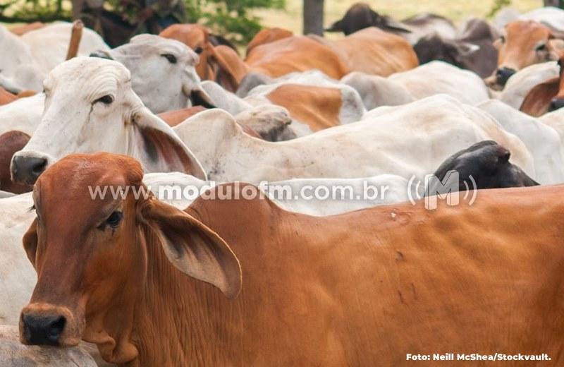 Vacinação contra a febre aftosa começa nessa terça-feira (1º) em Minas Gerais