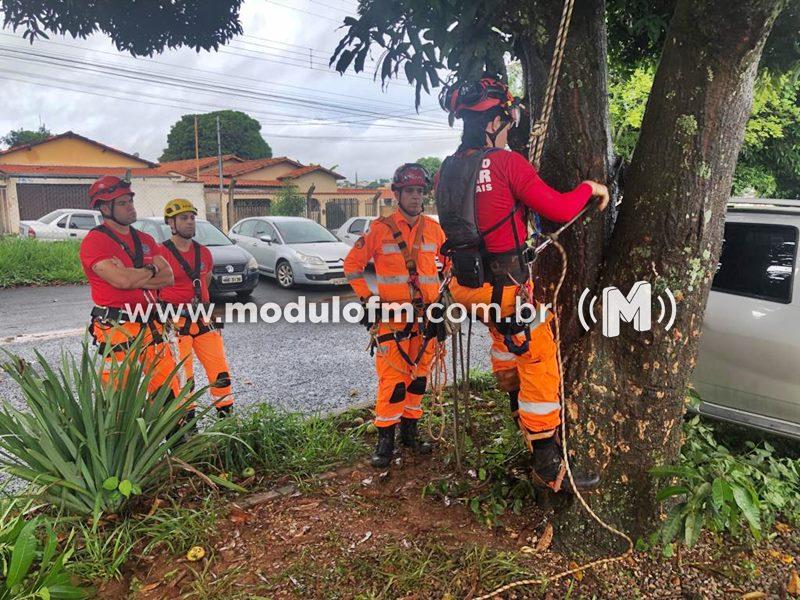 Imagem 1 do post Corpo de Bombeiros realizou treinamento de vistoria e corte de árvores, visando período chuvoso em Patrocínio