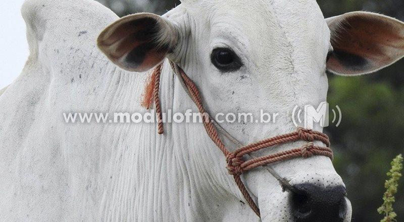 Vacinação contra febre aftosa é prorrogada até 30 de dezembro em Minas