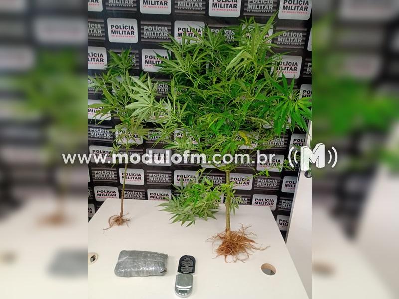 Homem de 44 anos que cultivava maconha é preso por tráfico de drogas