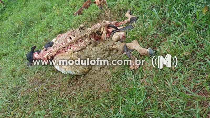 Vaca é abatida e sua carne é levada por criminosos em área rural de Patrocinio