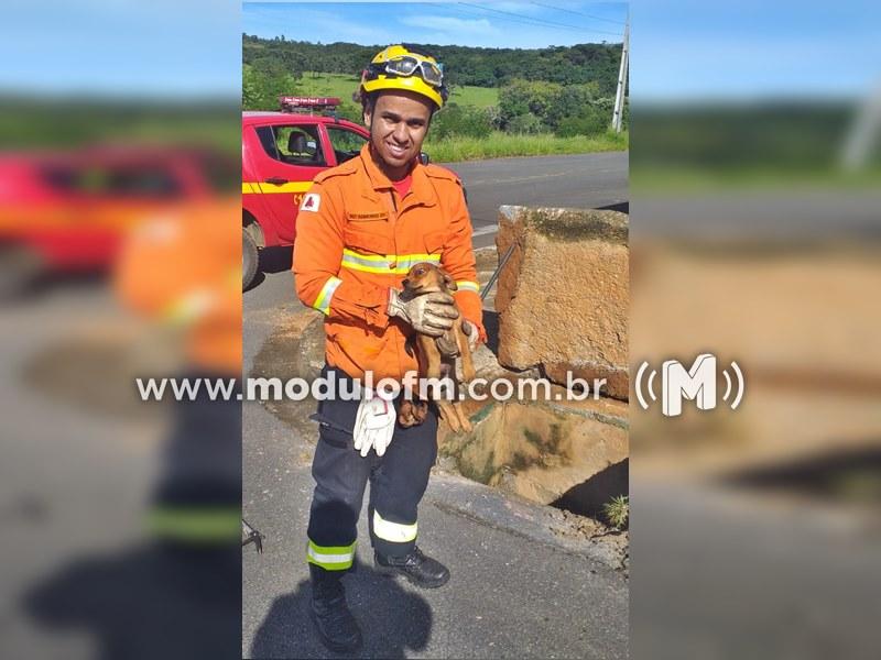 Filhote de cão é resgatado de dentro de bueiro em Patrocínio