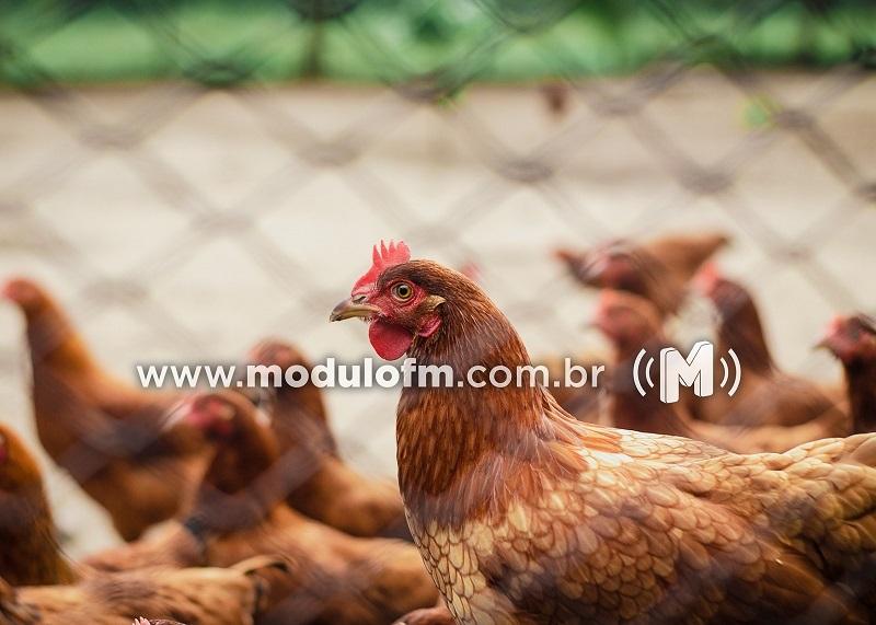 IMA publica portaria que impede aglomeração de aves em eventos