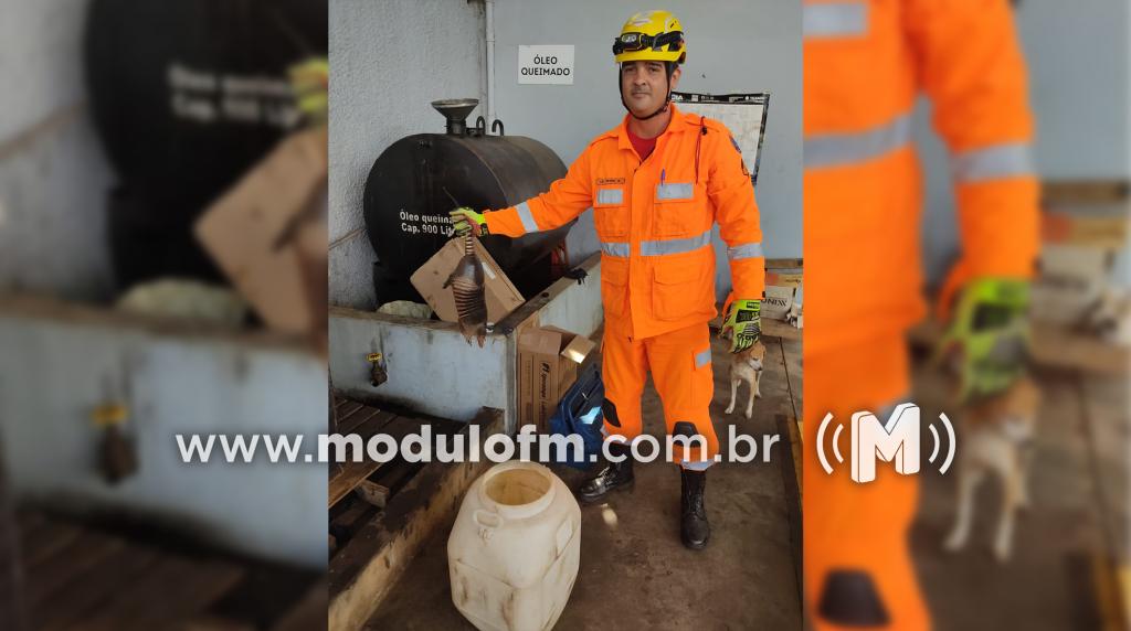 Bombeiros capturam tatu em Posto de Combustível em Patrocínio