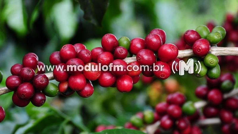 CNC divulga nota oficial sobre números da safra de café 2023/2024