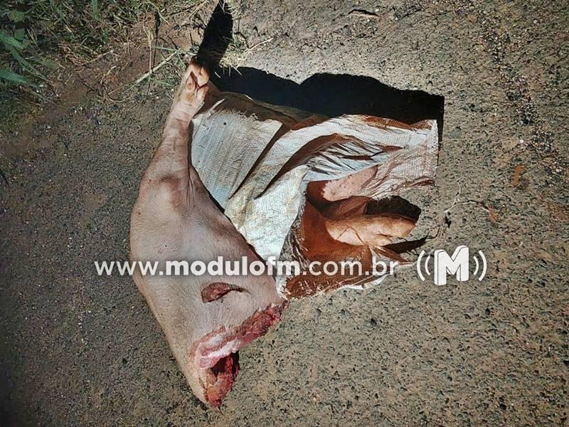 Irmãos invadem granja, matam porco para furtar carne e acabam presos em Patrocínio