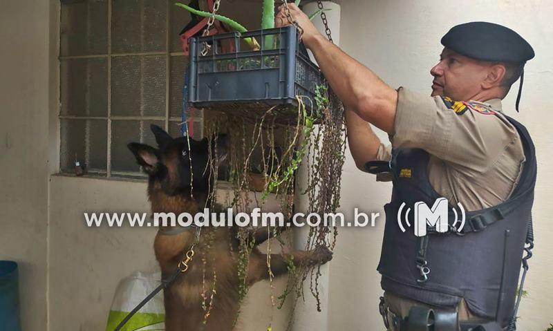 Jovem de 18 anos acaba preso após esconder droga...