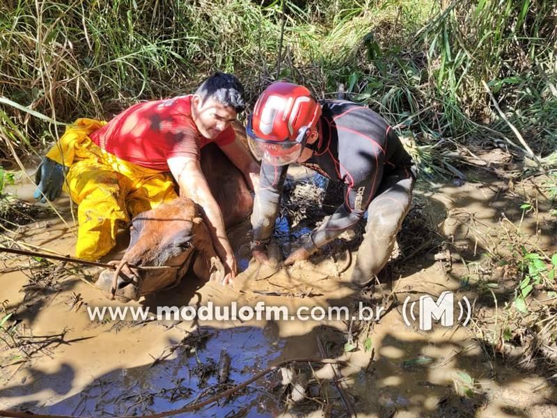 Corpo de Bombeiros resgata vaca atolada em fazenda de Patrocínio