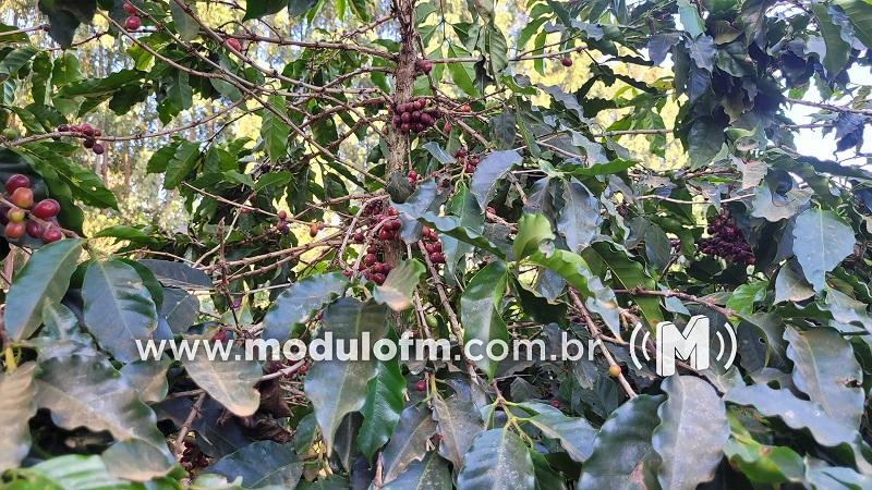 Fazenda Experimental da EPAMIG inicia comercialização de sementes de café em Patrocínio