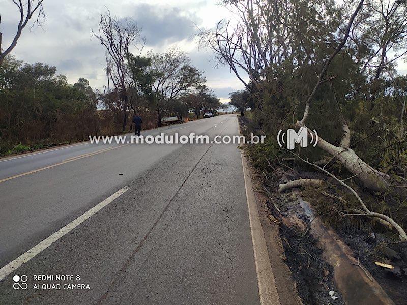 Imagem 5 do post Tragédia na BR-365: Caminhoneiro perde a vida em acidente ao desviar de árvore caída na pista