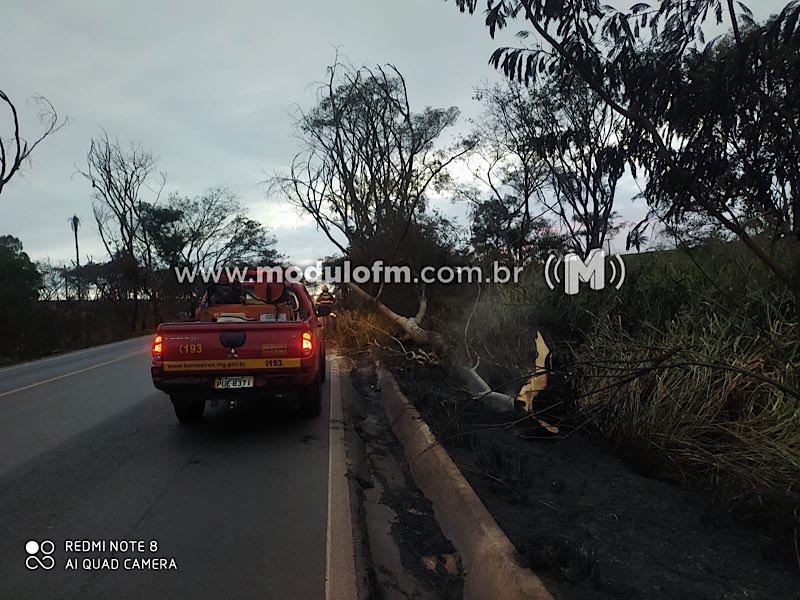 Imagem 9 do post Tragédia na BR-365: Caminhoneiro perde a vida em acidente ao desviar de árvore caída na pista