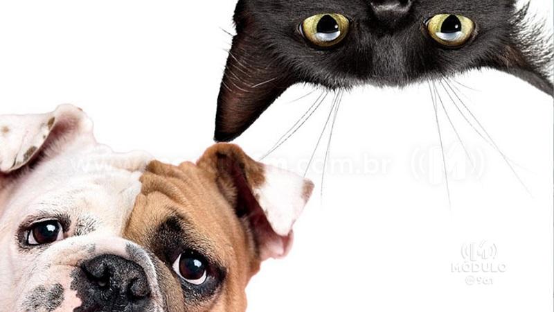 Começa hoje (11) a vacinação de cães e gatos...