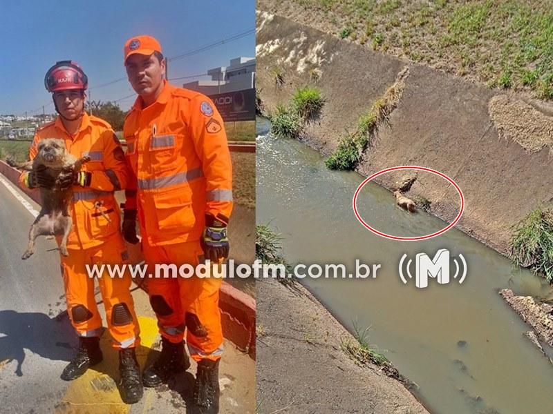 Corpo de Bombeiros resgata cadela em perigo na Avenida Sanitária de Patrocínio