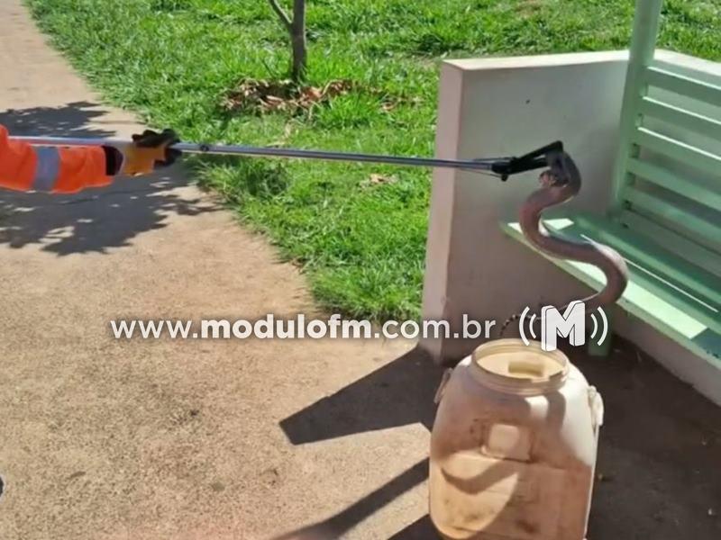 Cobra surpreende pedestres em ponto de ônibus no bairro...