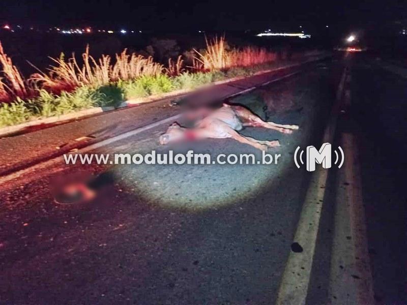 Dois cavalos morrem após serem atingidos por veículo na BR-365 em Patrocínio