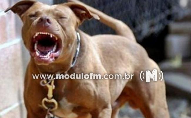 Ataques de Pit Bulls em Patrocínio deixam feridos e mobilizam Polícia Militar