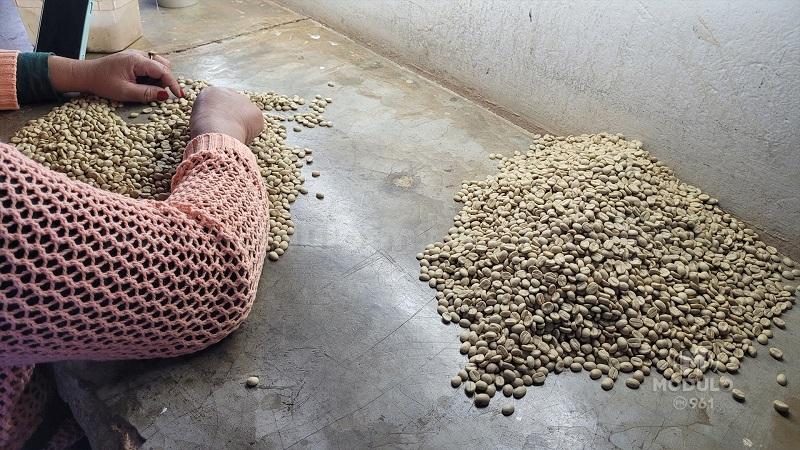 Epamig disponibiliza sementes de café de alta qualidade para...