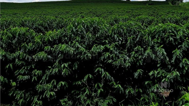 Safra brasileira de café 2023/2024 ainda é incerta, aponta...