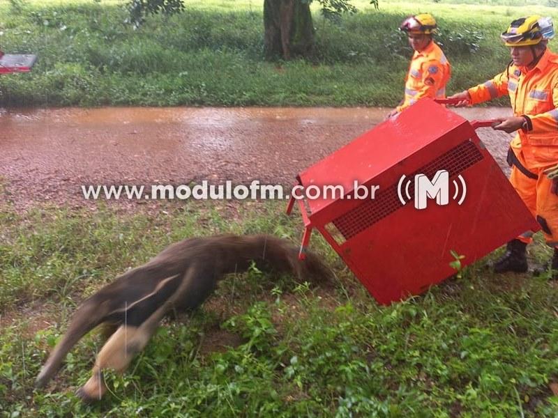 Bombeiros capturam tamanduá-bandeira em Brejo Bonito