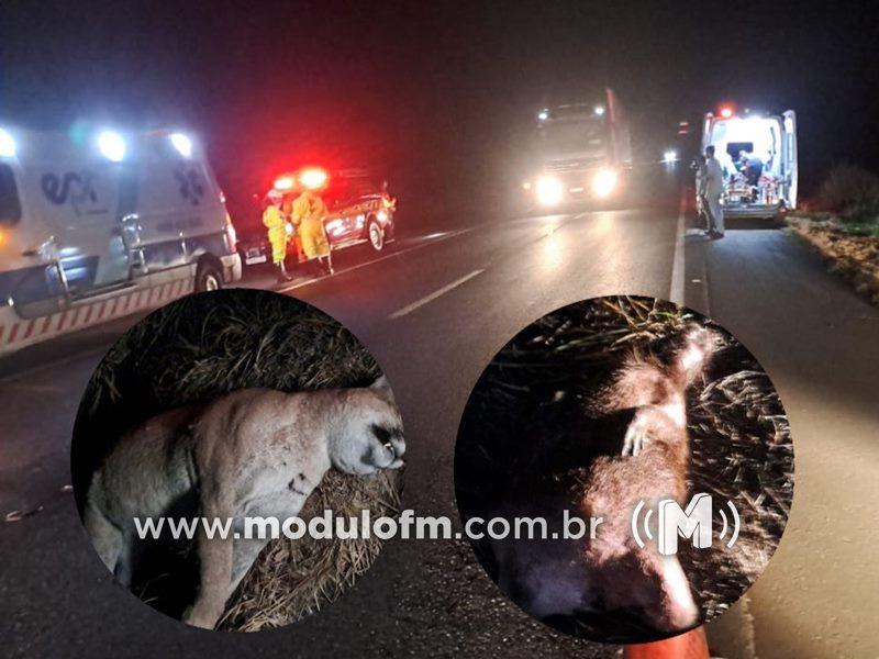 Onça-Parda, tatu e capivara invadem pista e provocam acidente na BR-365 em Patrocínio