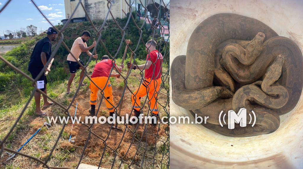 Susto: Jogadores do Mamoré encontram três cobras em estádio de Patos de Minas durante treinamento