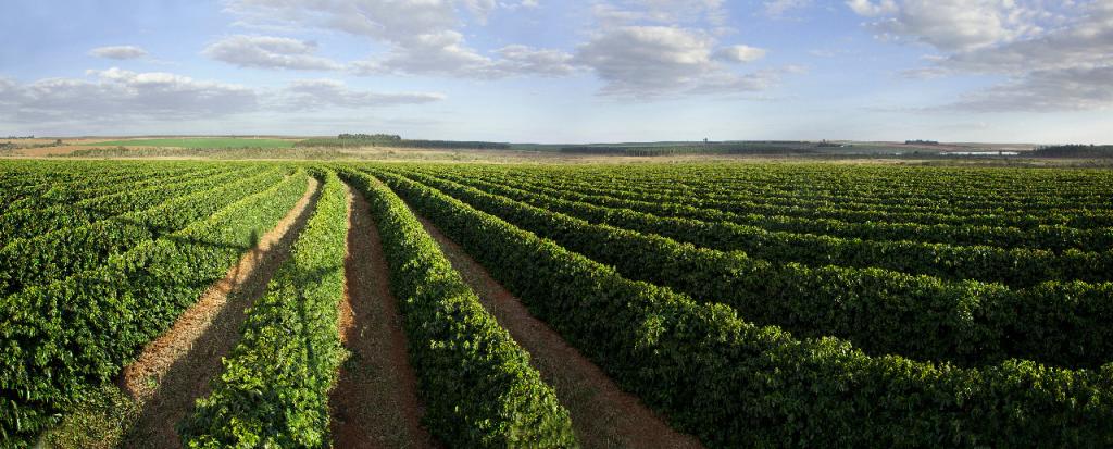 Produtores de café da Região do Cerrado Mineiro participam...