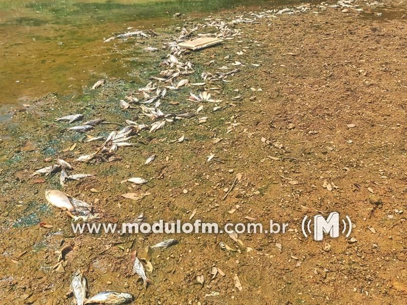 Núcleo de Emergências Ambientais e Polícia Ambiental investigam grande número de peixes mortos encontrados no Rio Paranaíba